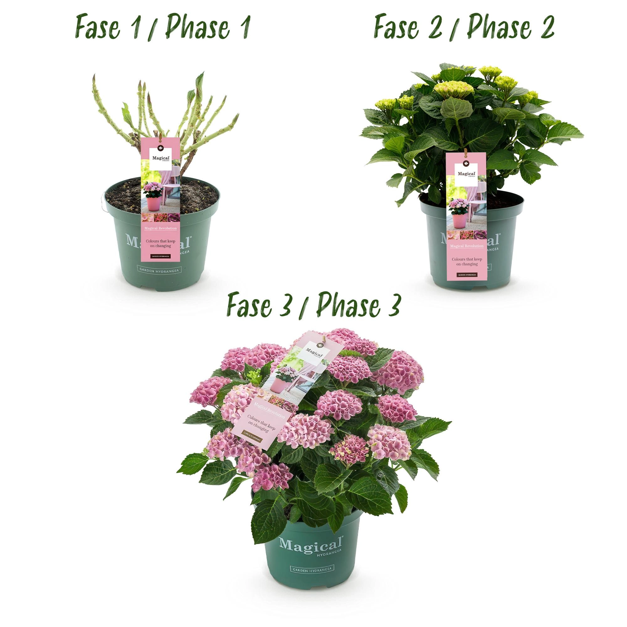 Balkonpflanze - Hortensie - Hydrangea Magical Revolution Pink - Pink - 6-10 Blüten - 2 Pflanzen - Topf 23cm Höhe 55cm