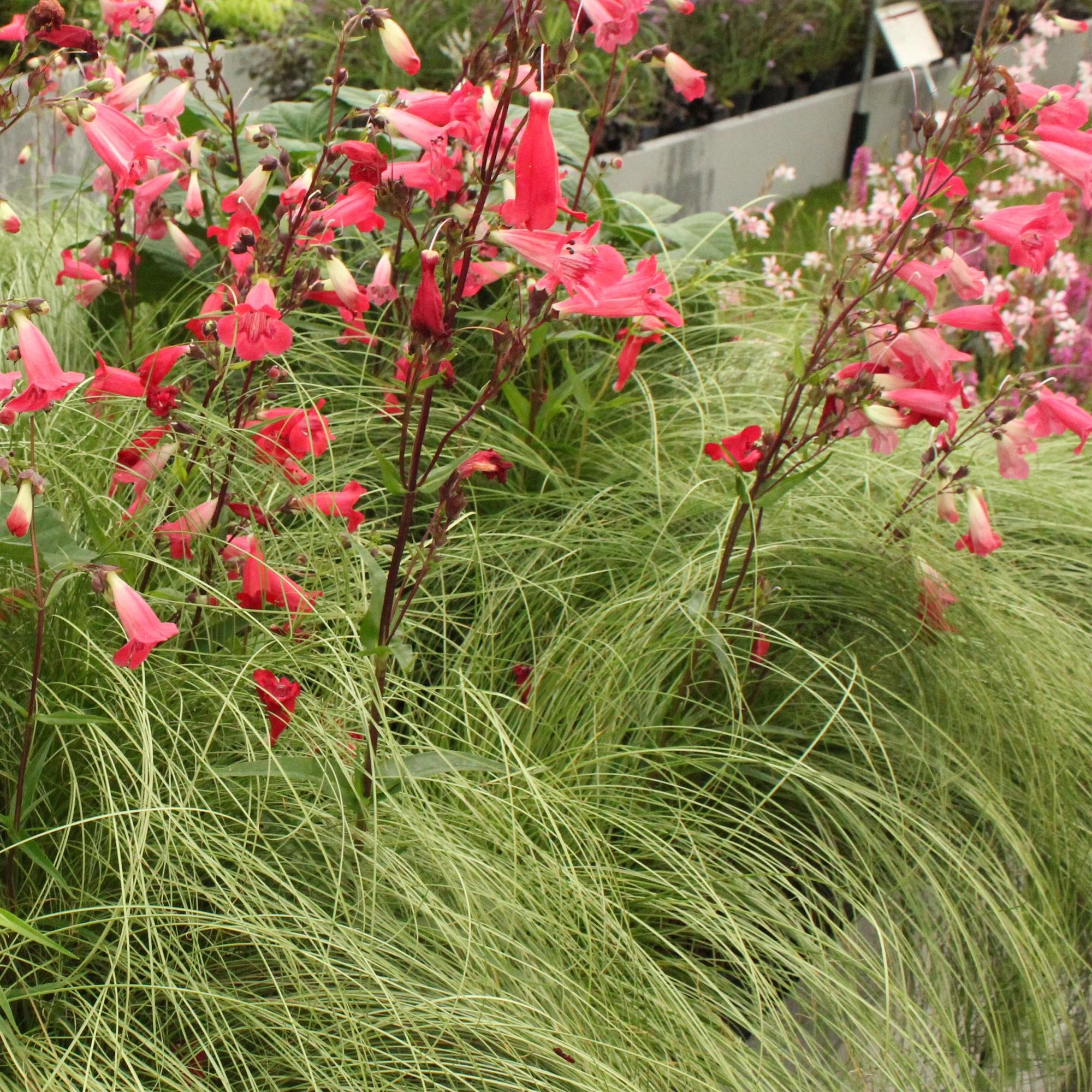 Ziergräser - Carex comans Frosted Curls - Grün - 4 Pflanzen - Immergrün - Wenig Pflege - Topf 17cm Höhe 50cm