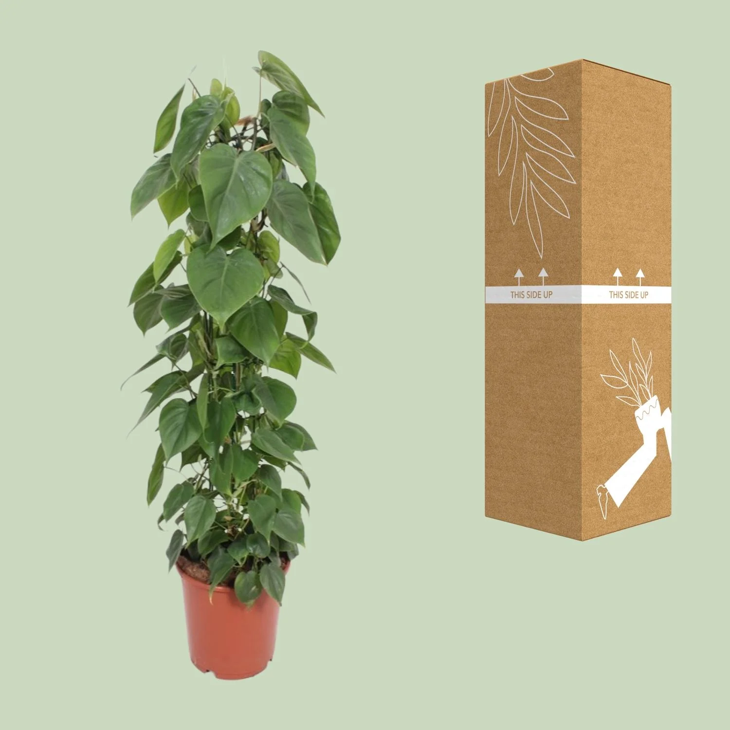Philodendron Scandens – die perfekte Kletterpflanze
