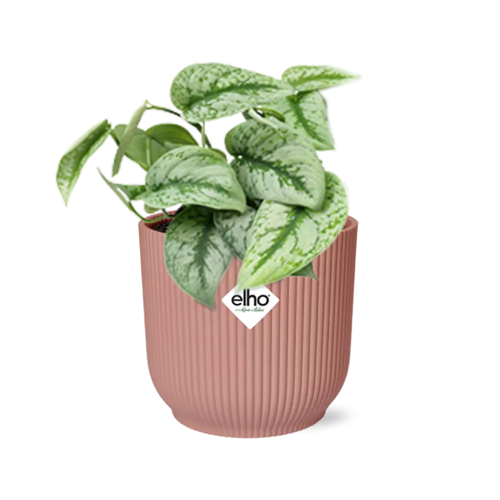 Scindapsus Pictus ‘Trebie’