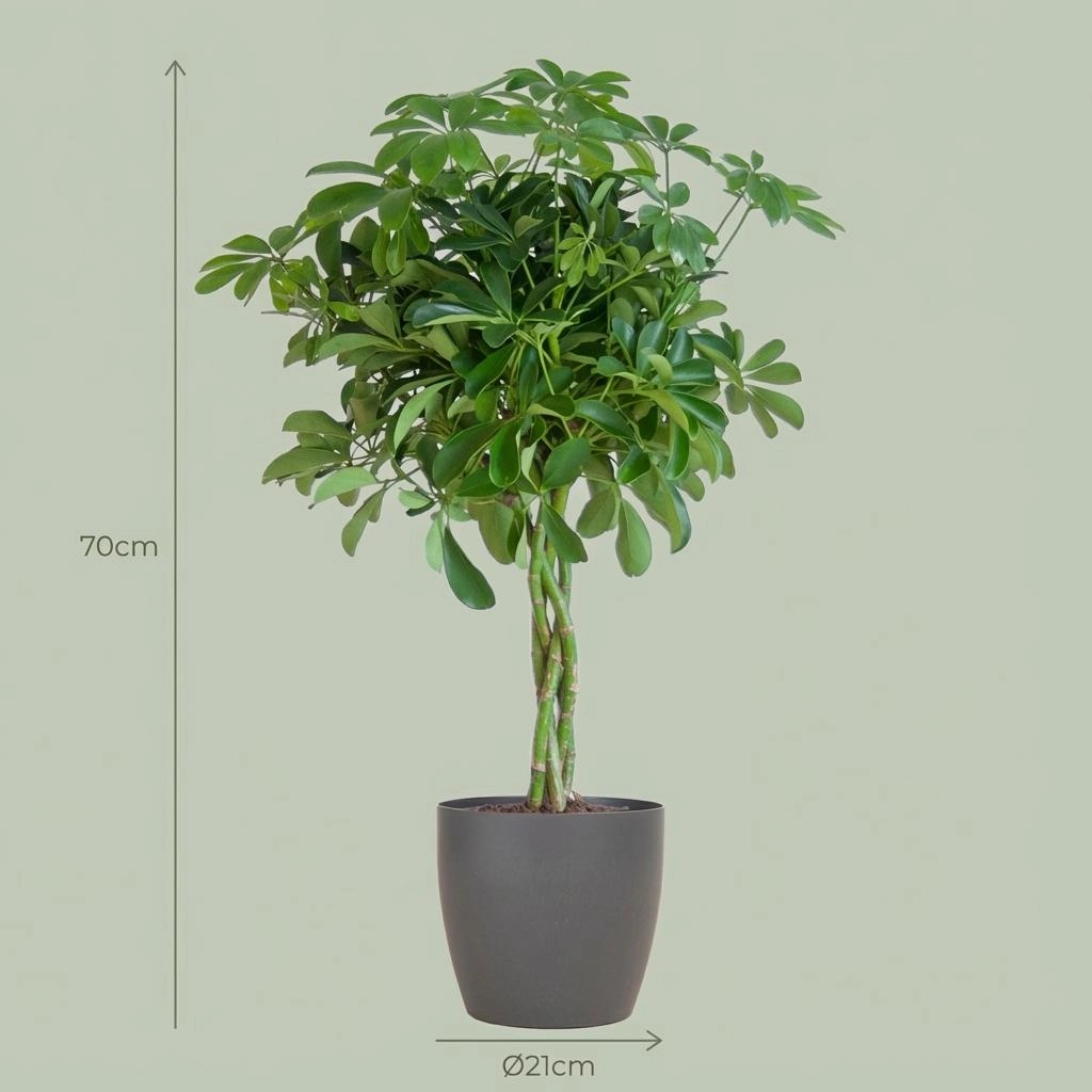 Schefflera Arab Nora mit Potter grau – 70 cm – Ø21 Bild 4