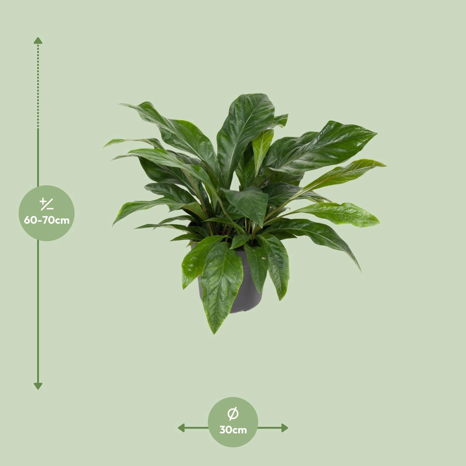 Anthurium Jungle Bush - Ø30cm - ↕70cm Bild 2