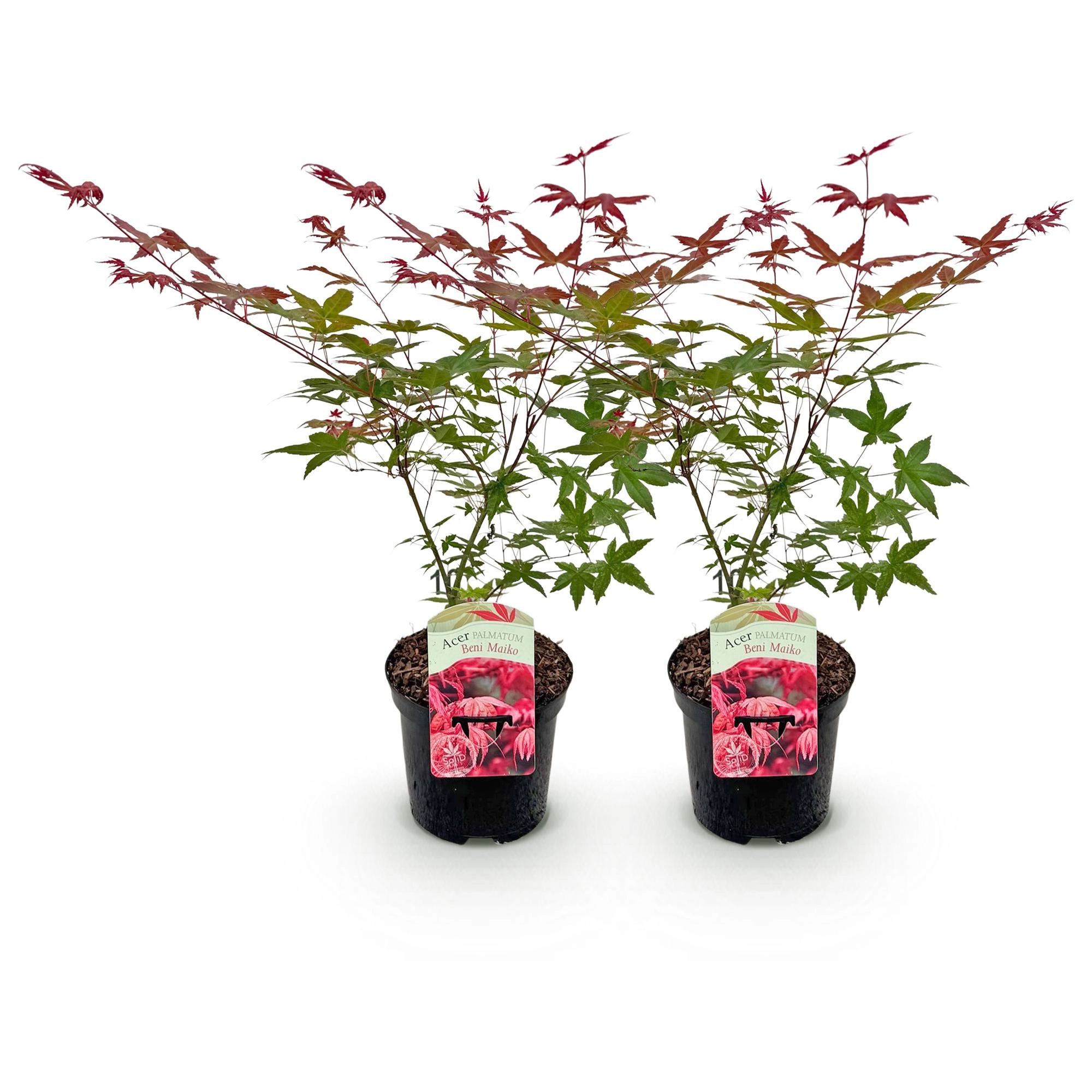 Balkonpflanze - Japanischer Ahorn - Acer palmatum Beni Maiko - Rot - 2 Pflanzen - Laubabwerfend - Topf 19cm Höhe 70cm