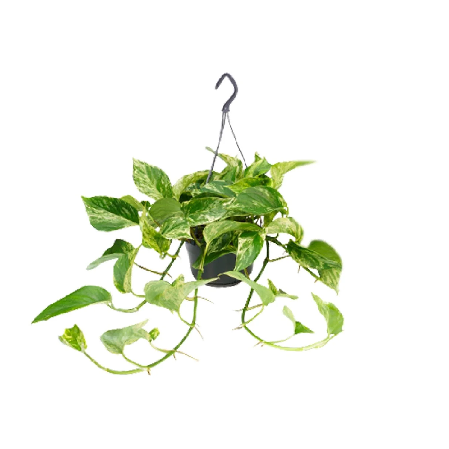 Epipremnum Marble Queen – Zimmerpflanze