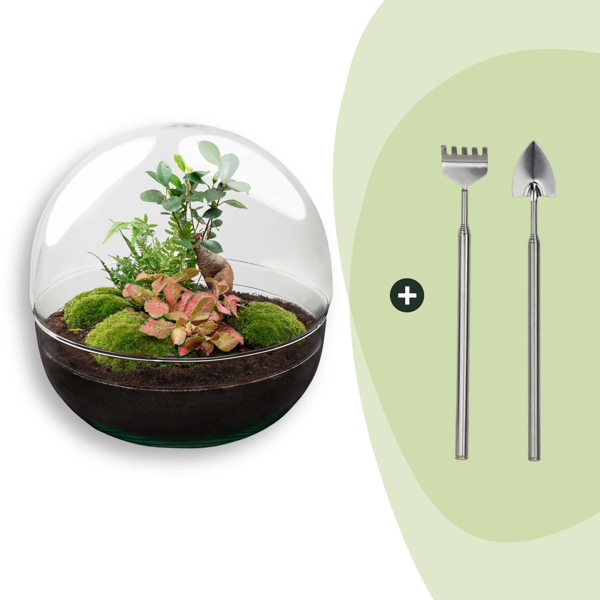 Flaschengarten - Dome XL - Ficus Ginseng Bonsai - ↕ 30 cm - Rake + Shovel Bild 1