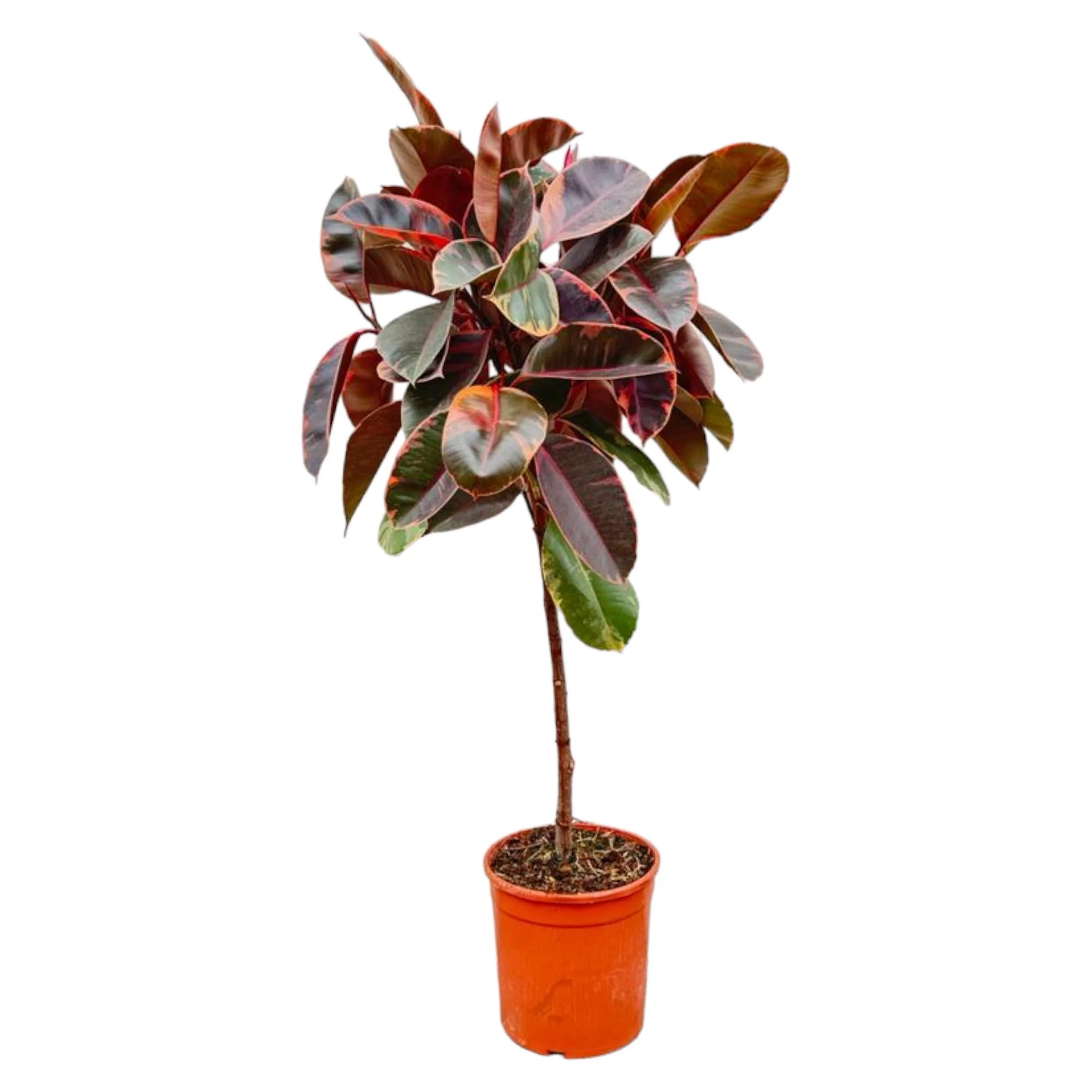 Ficus Elastica Robusta auf Stamm – Pflegeleichter Zimmerbaum