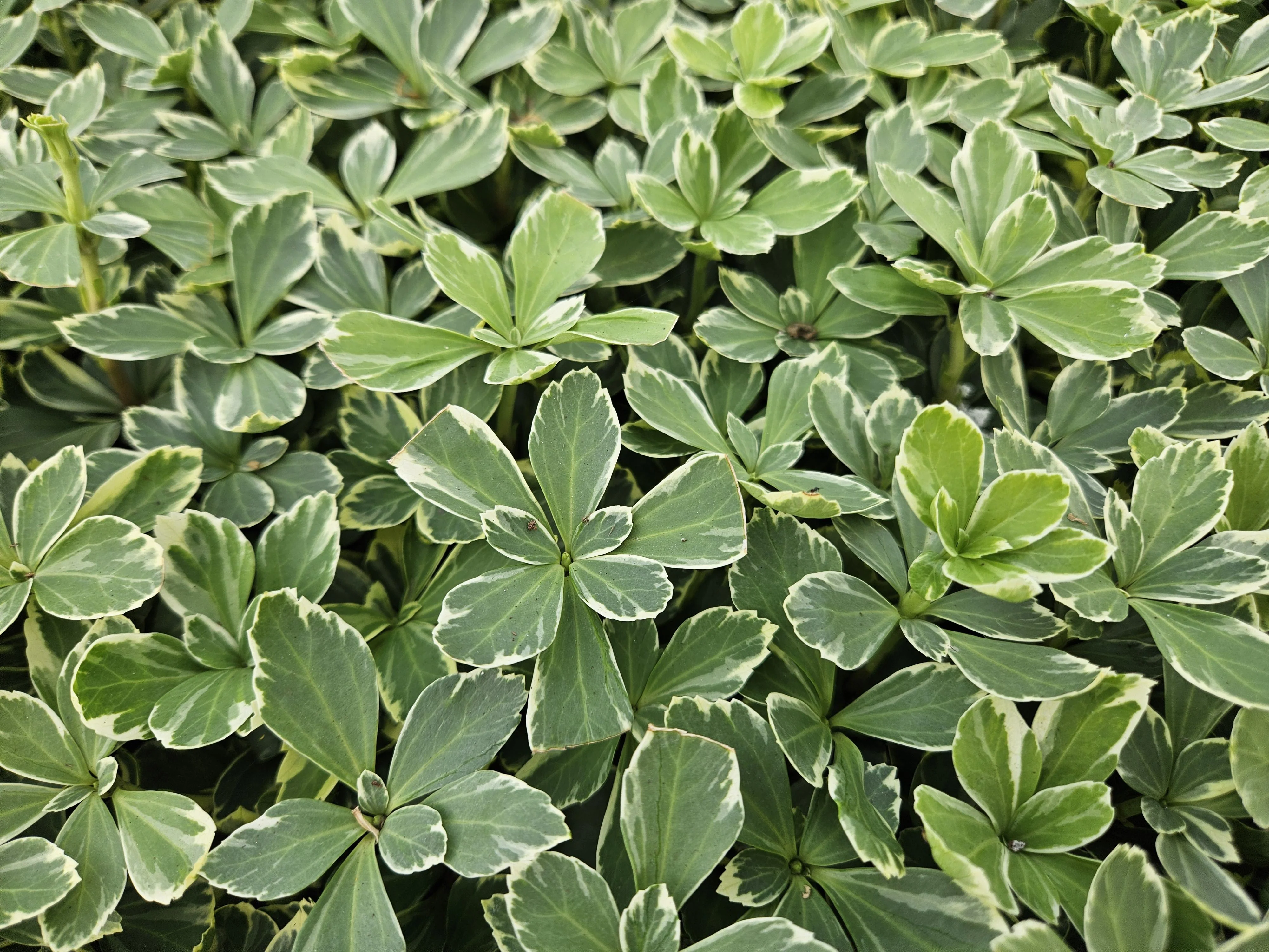 24x Pachysandra term. Variegata - ↕10-25cm - Ø9cm Bild 6