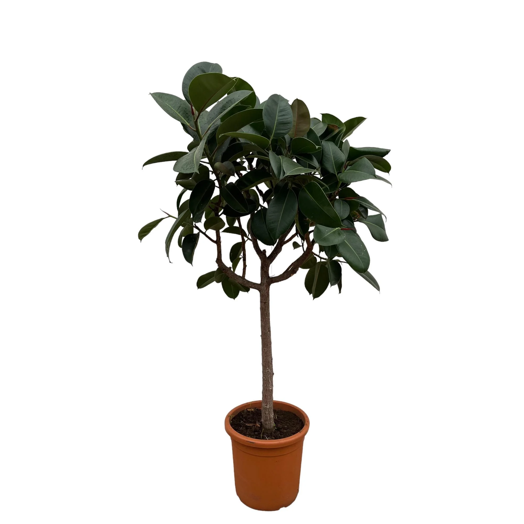 Ficus Elastica Robusta auf Stamm