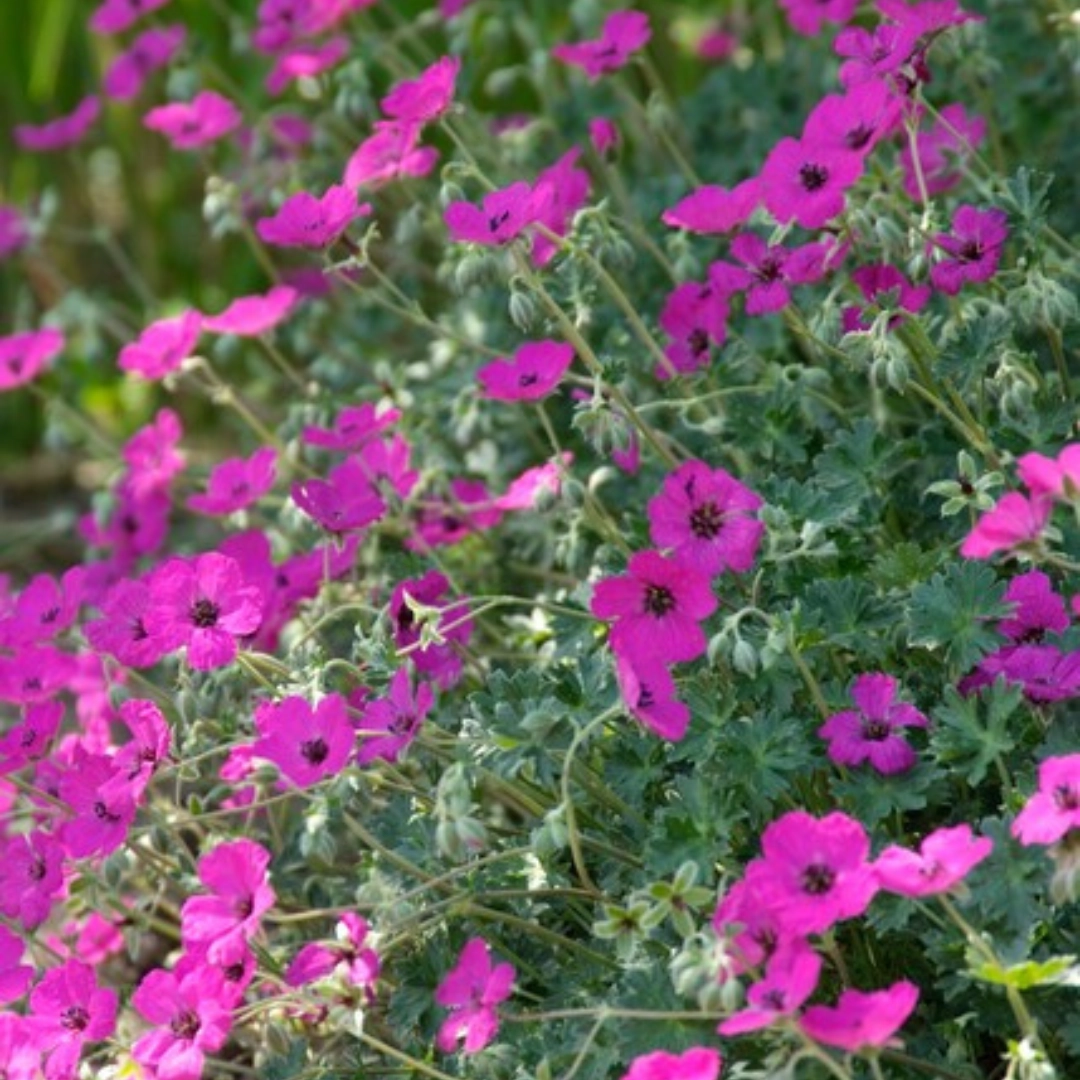 Geranium sanguineum ‘Max Frei’