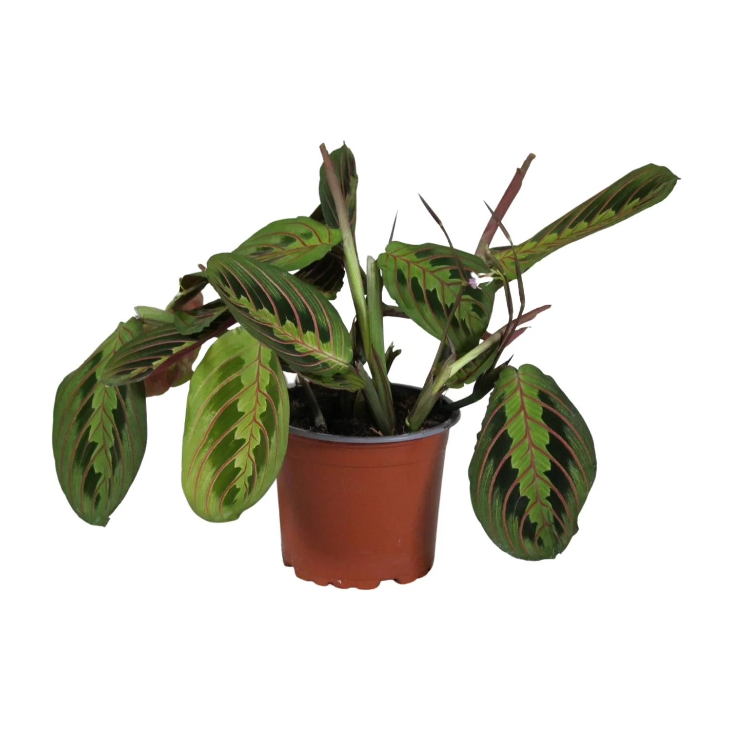 Maranta leuconeura Fascinator – Gebetspflanze
