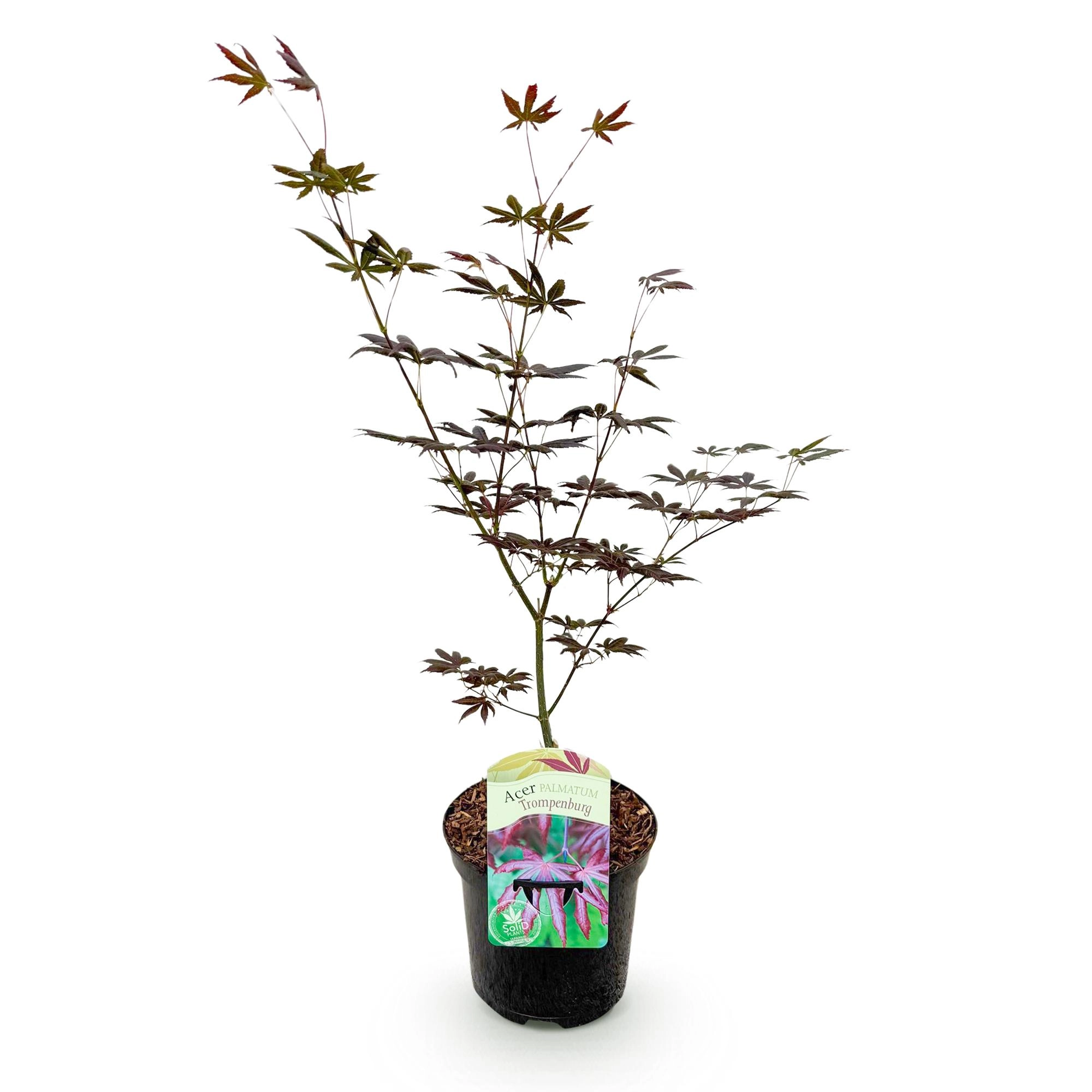 Balkonpflanze - Japanischer Ahorn - Acer palmatum Trompenburg - Dunkel Lila - 1 Pflanze - Laubabwerfend - Topf 19cm Höhe 70cm