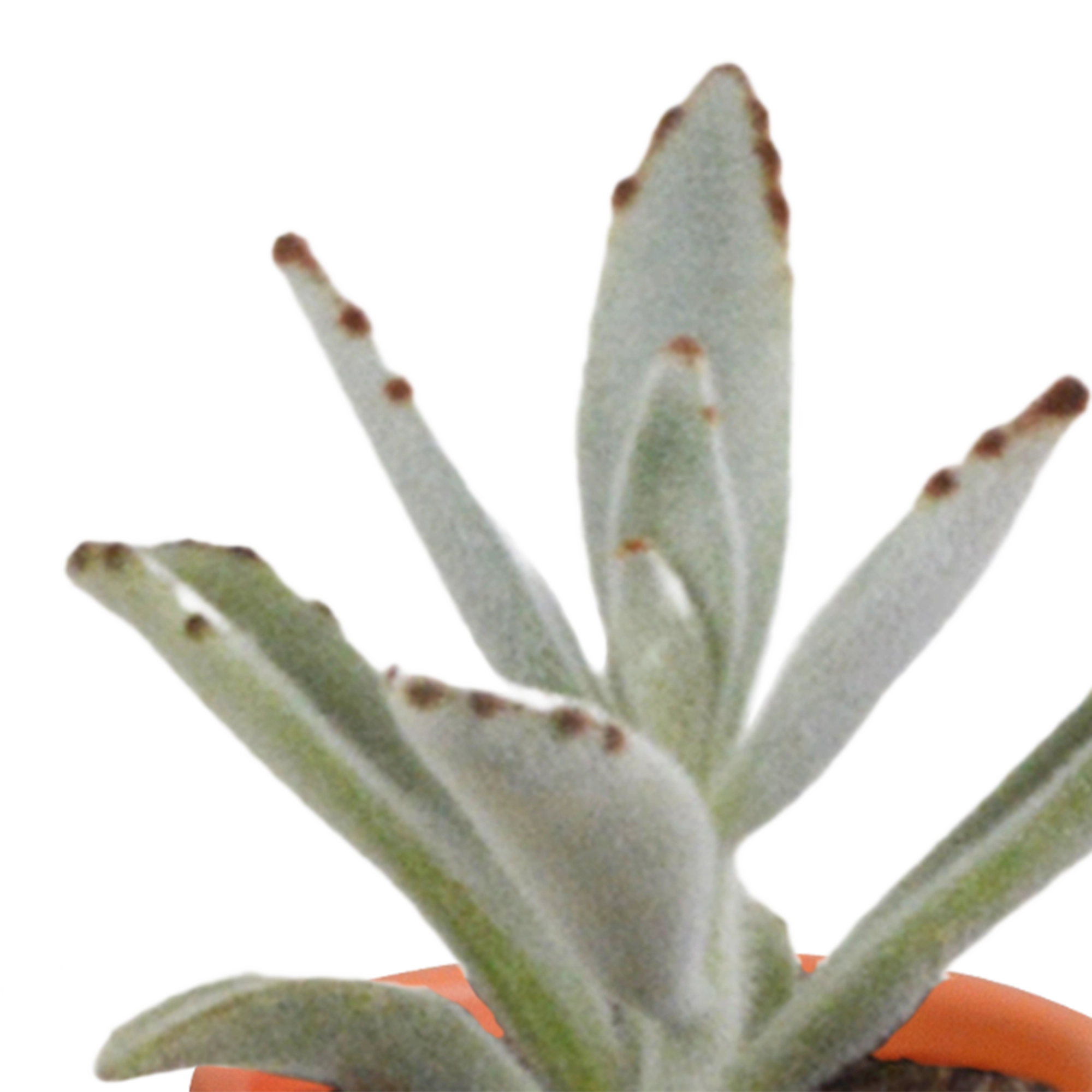 Cactus en vetplanten Mischung 5,5 cm 15 stück - in Mexicaanse pot Bild 4