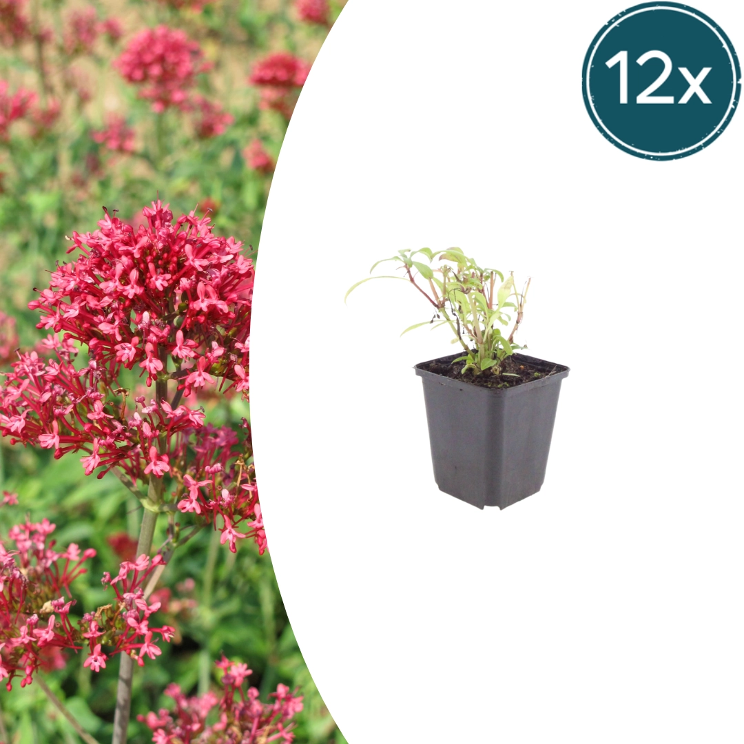 Centranthus ruber ‘Coccineus’ – Robuste Rote Spornblume für Deinen Garten