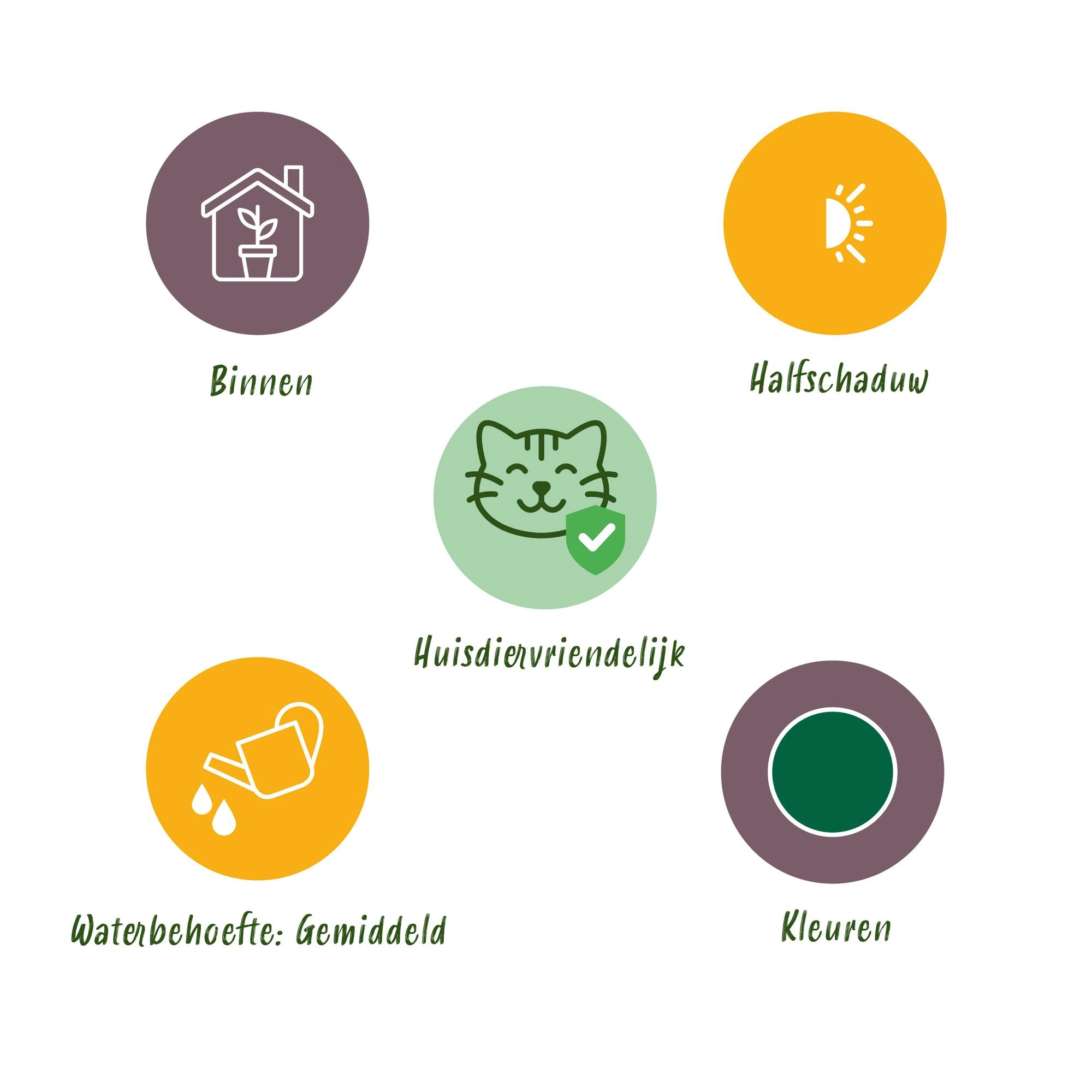 Maranta Fascinator Kerchoveana