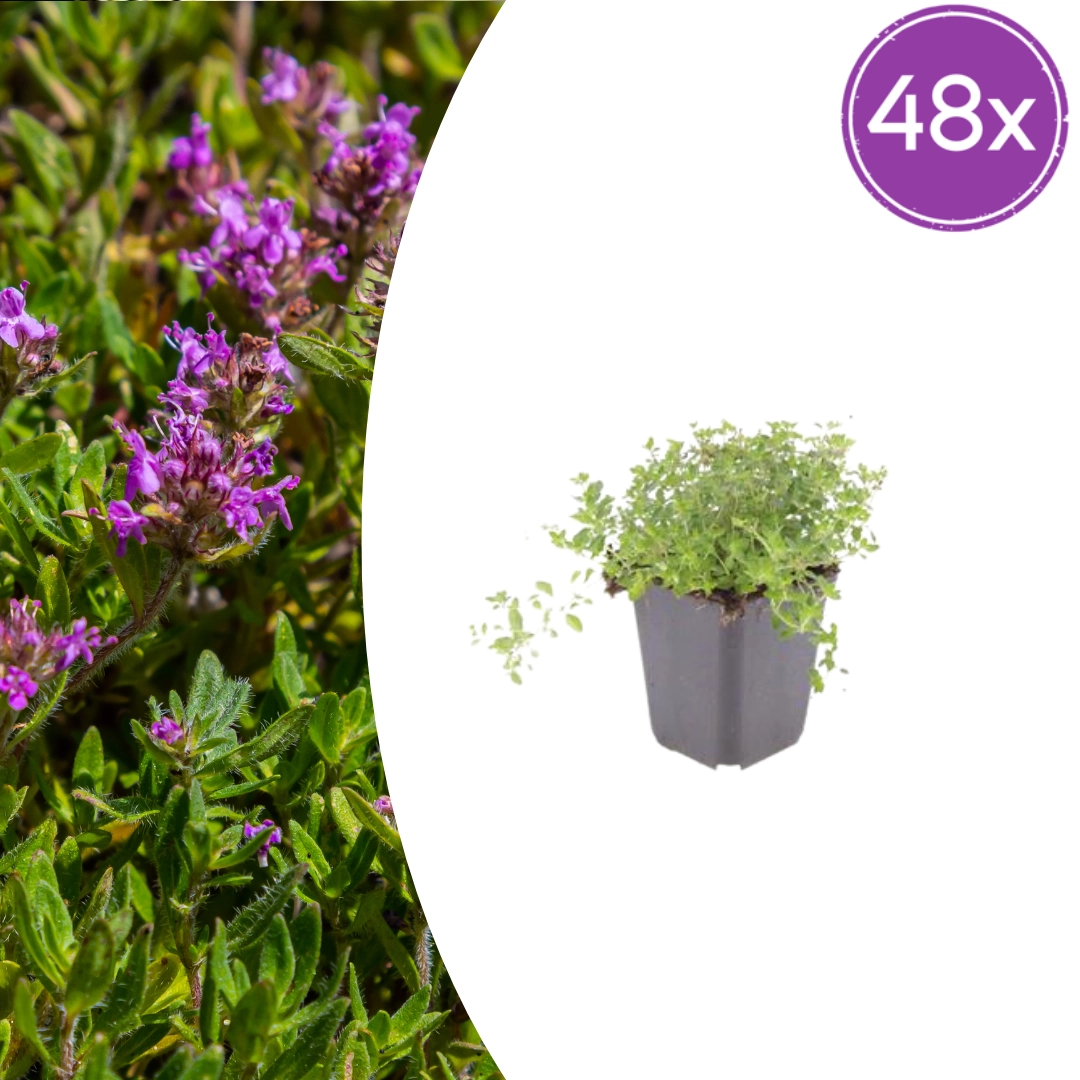 Thymus serpyllum - Duftender Bodendecker
