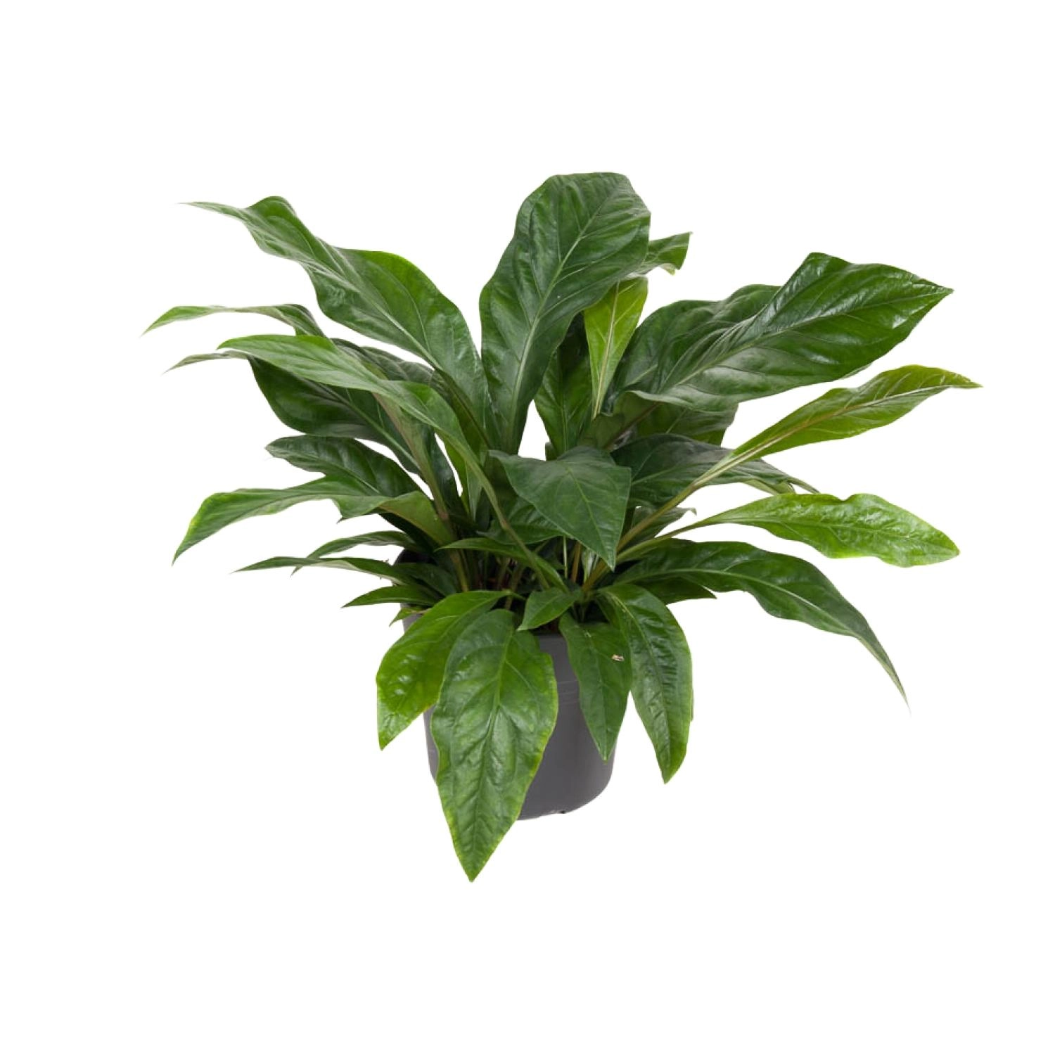 Anthurium Jungle Bush - Ø30cm - ↕70cm Bild 1