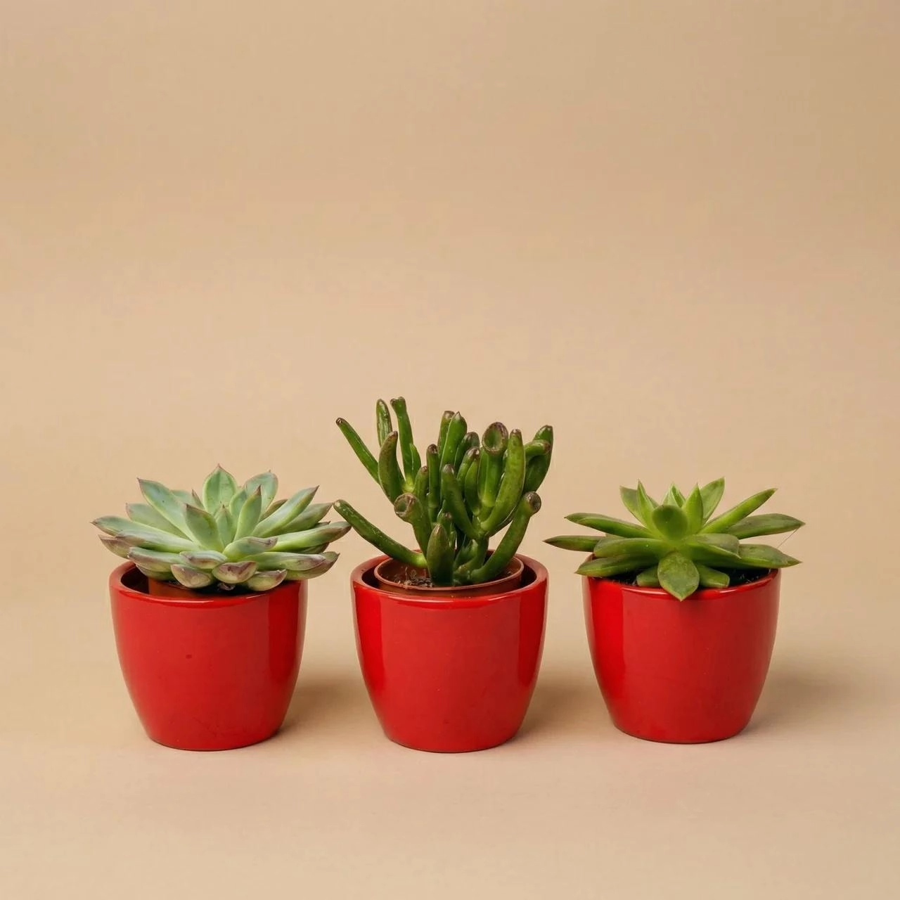 Sukkulenten Set 3er mit rotem Mini-Topf