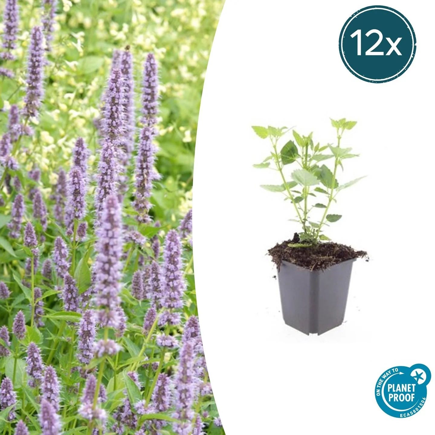 Agastache 'Blue Fortune'