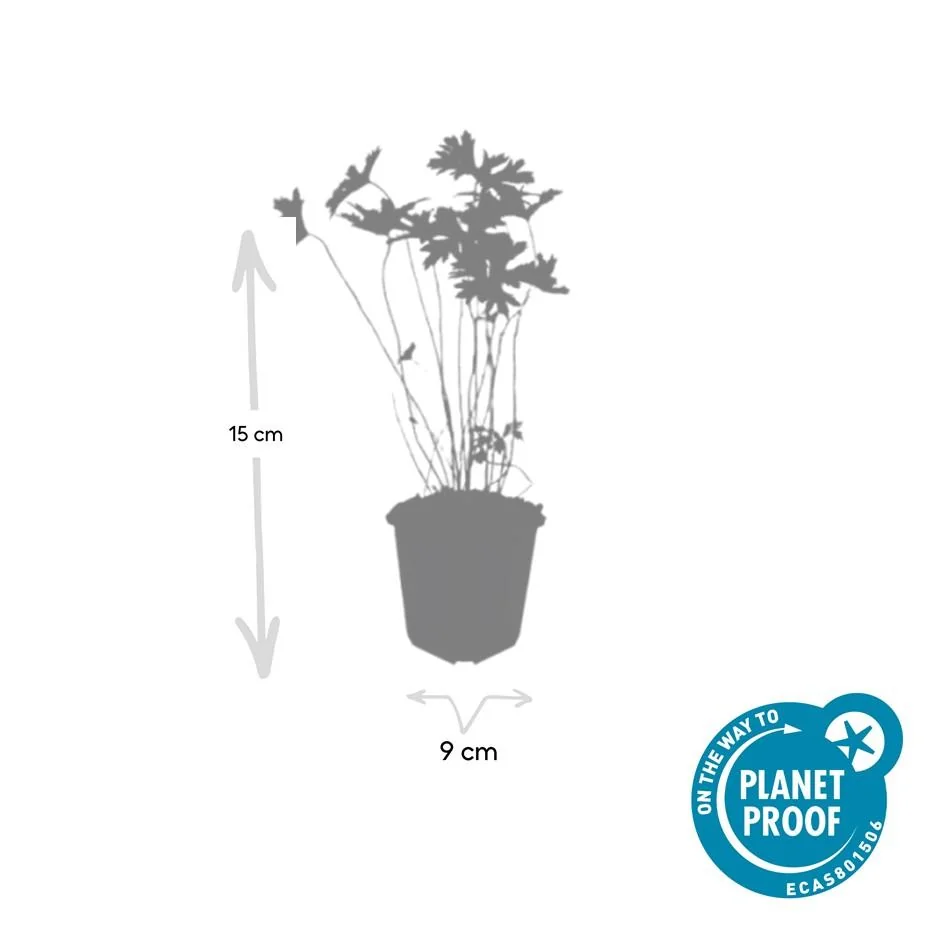 Geranium 'Johnson's Blue'