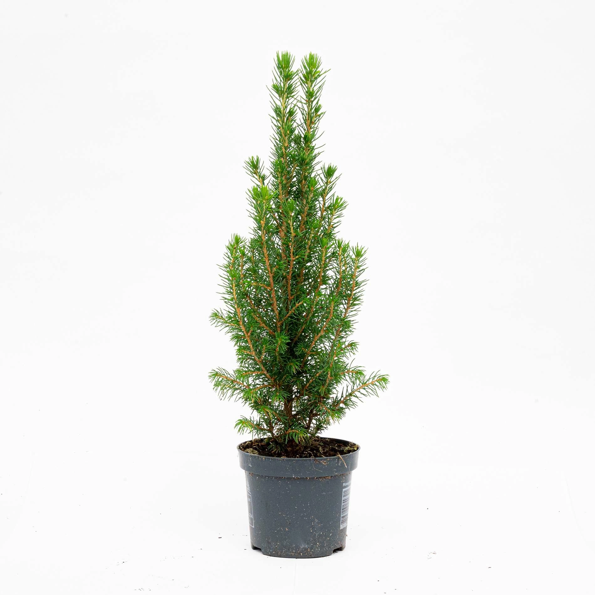 Mini-Kunstbaum - Chamaecyparis 25-30 cm