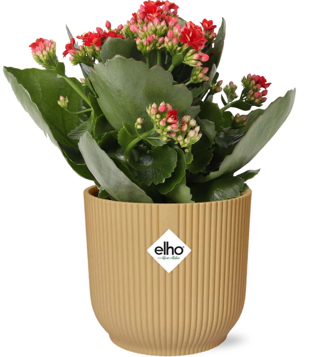 Kalanchoe Rosalina Don Justino - Rote Blütenpflanze