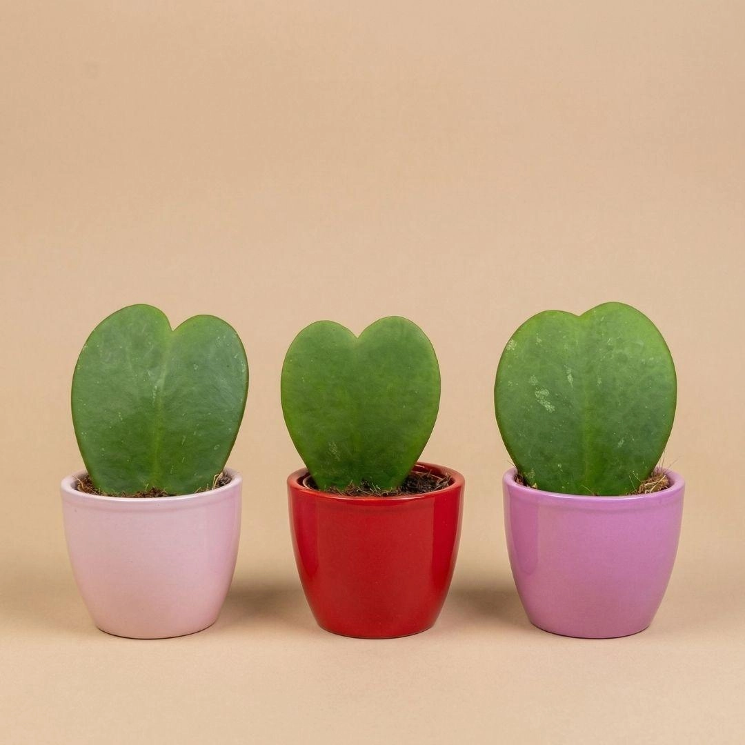 Mini Pflanzen-Set – 3× Hoya Kerrii in Love-Pots