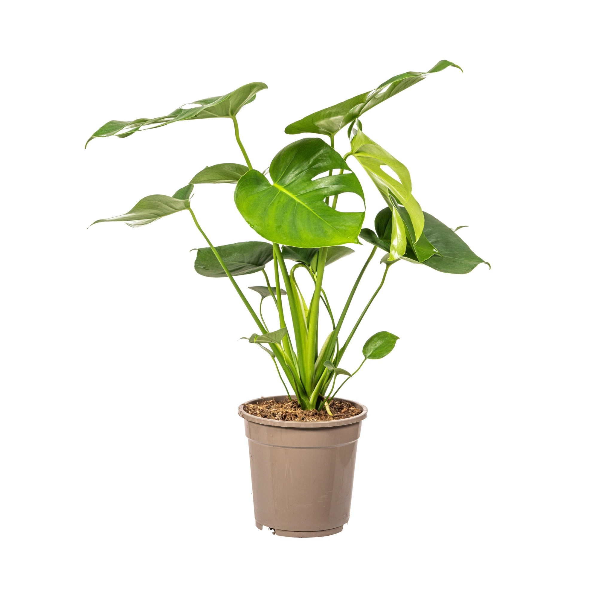 Monstera Deliciosa Tauerii – Große Kletterpflanze