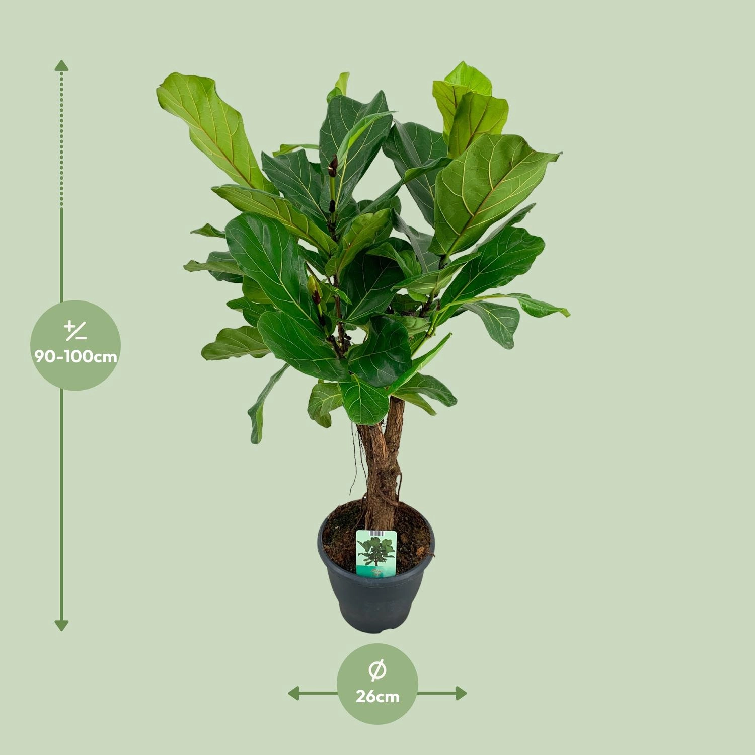 Ficus lyrata (Geigenfeige)