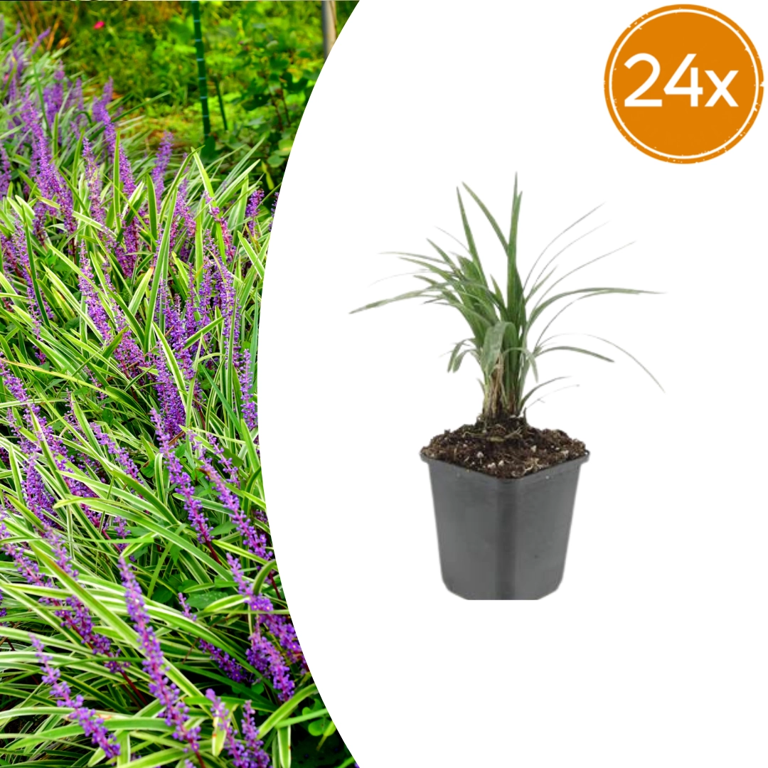 24x Liriope muscari Moneymaker - ↕10-25cm - Ø9cm Bild 1