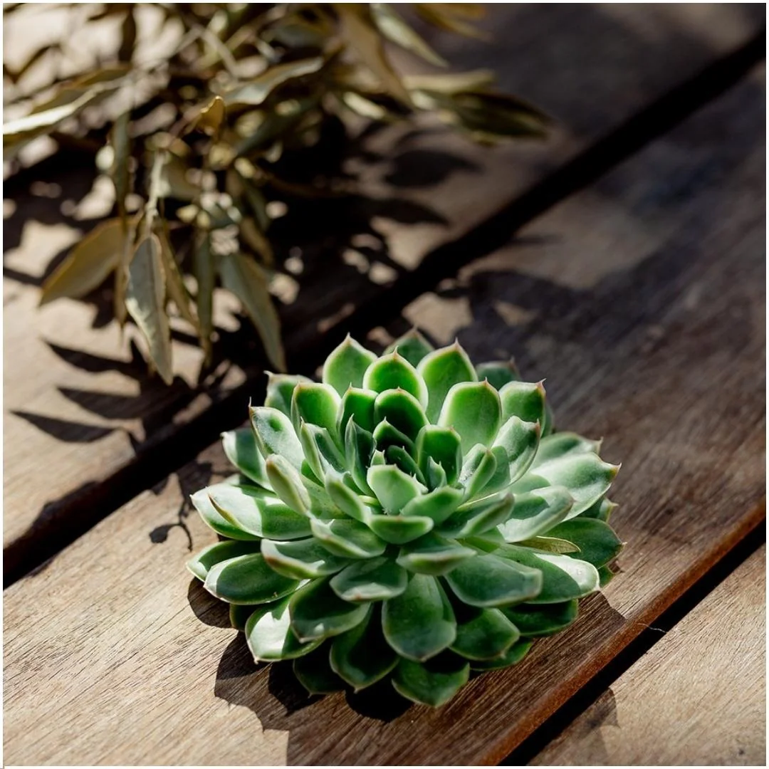 ROOTLESS Echeveria Pulidonis