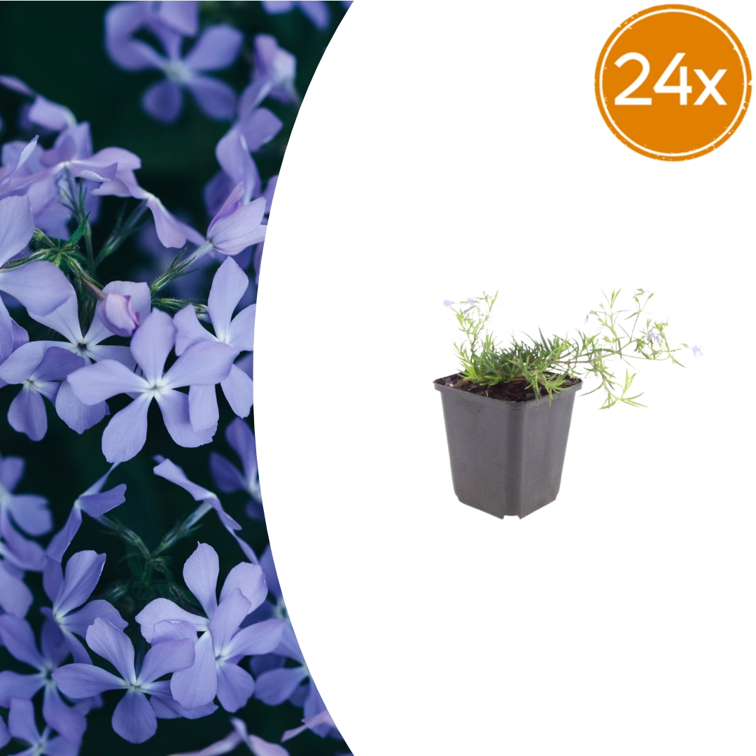 Phlox subulata ‘Emerald Cushion Blue’