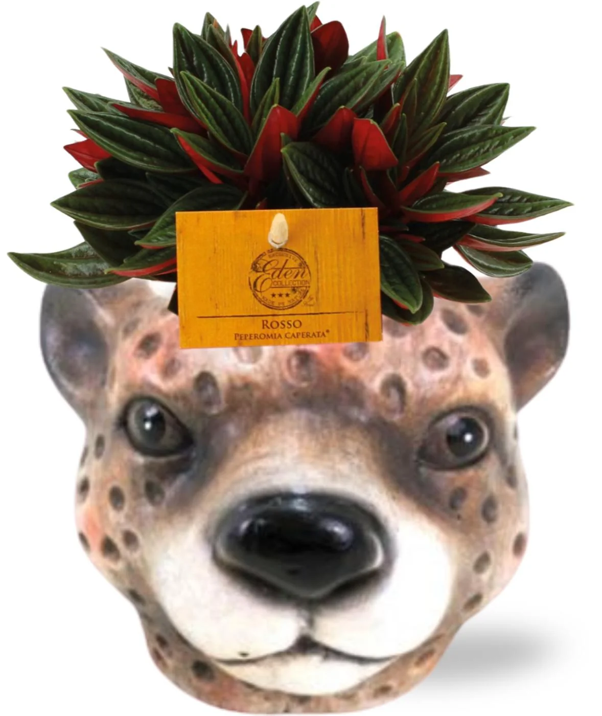 Peperomia Caperata Rosso – Pflegeleichte Zimmerpflanze