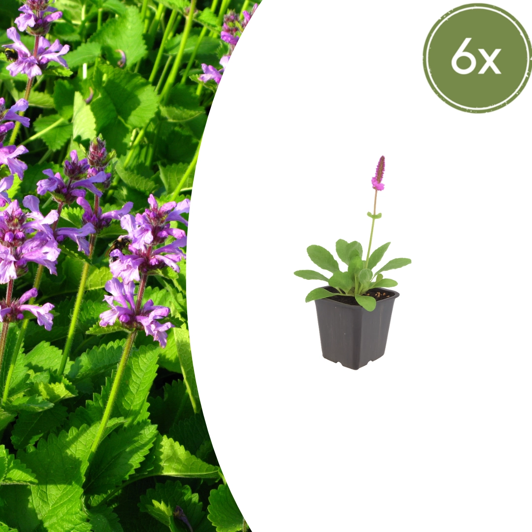 Stachys monieri ‘Hummelo’