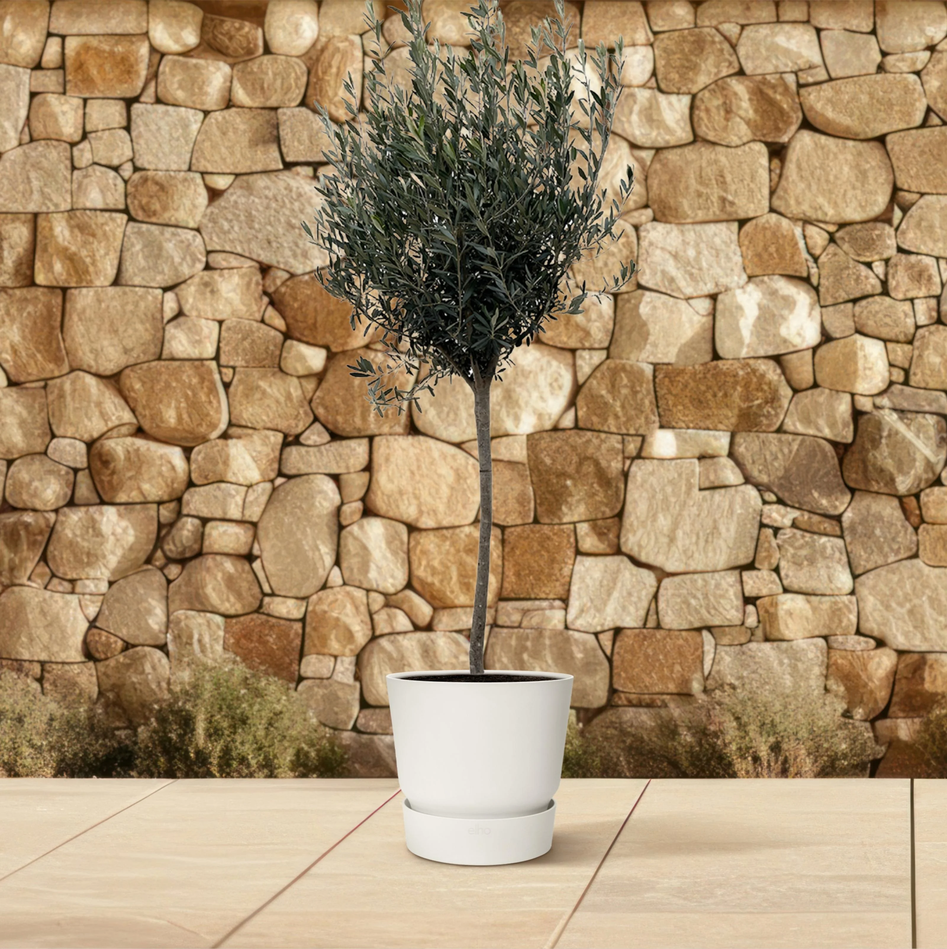 Olea Europaea on stem - 160cm- Ø24