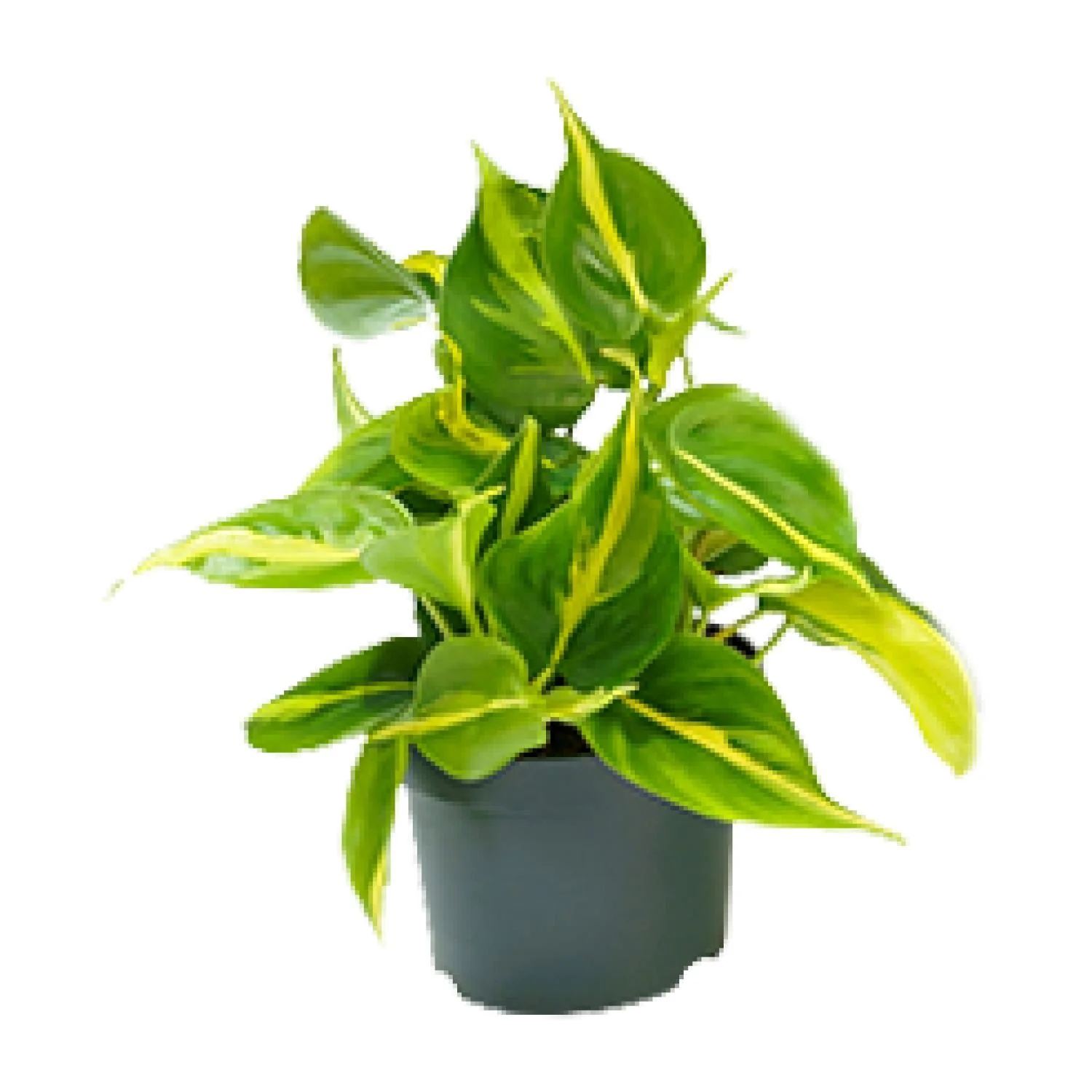 Philodendron Scandens Brasil im 12 cm Topf