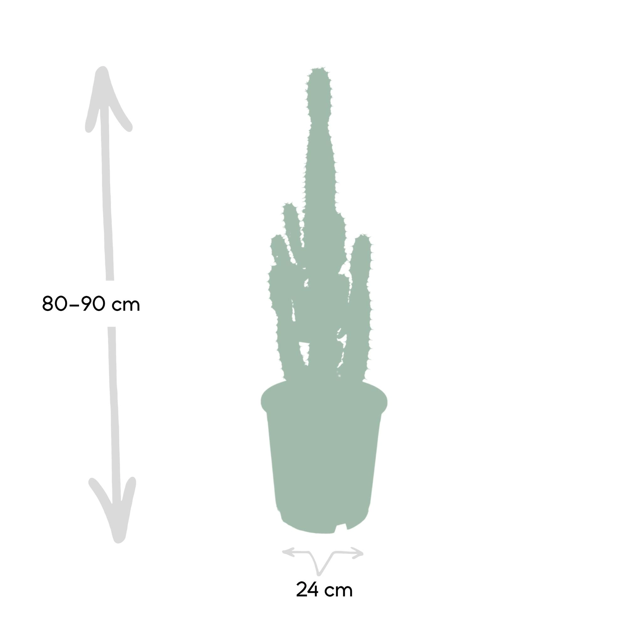 Euphorbia Acrurensis - Ø24cm - ↕60cm Bild 5