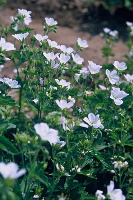 Geranium sanguineum 'Album'