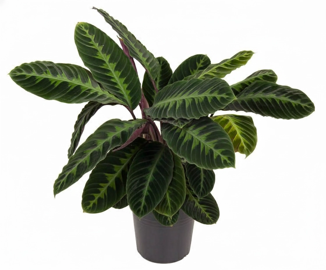 Calathea Warscewiczii - 90 cm - Ø24cm Bild 1