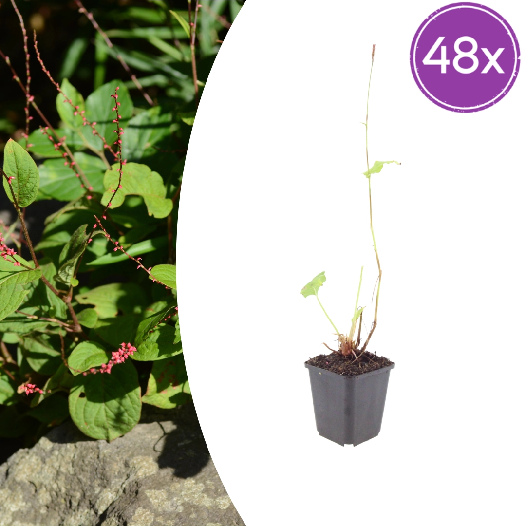 Persicaria amplexicaulis 'Speciosa'