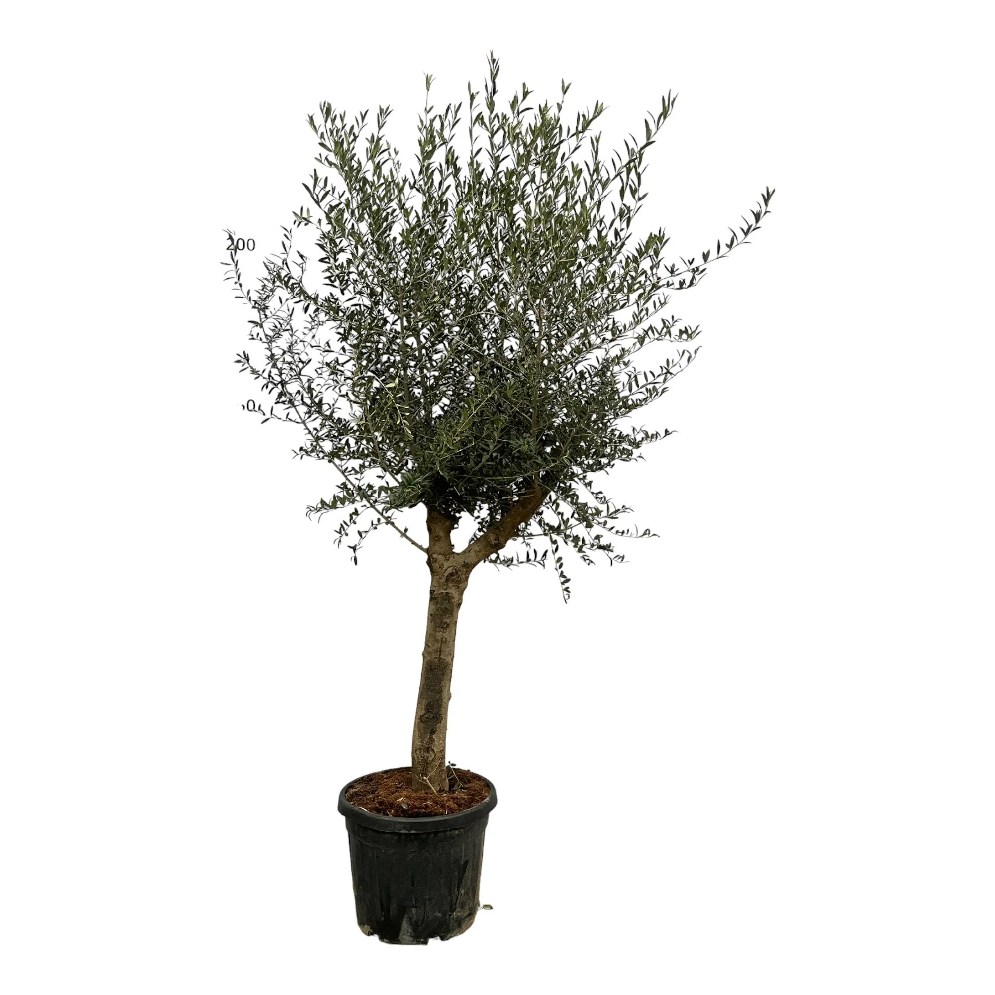 Olea Lorc - 200 cm - Ø45cm Bild 1