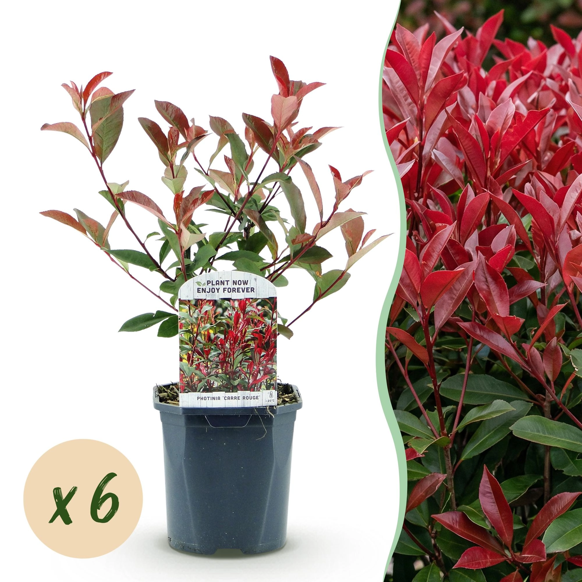Photinia Fraseri Carre Rouge