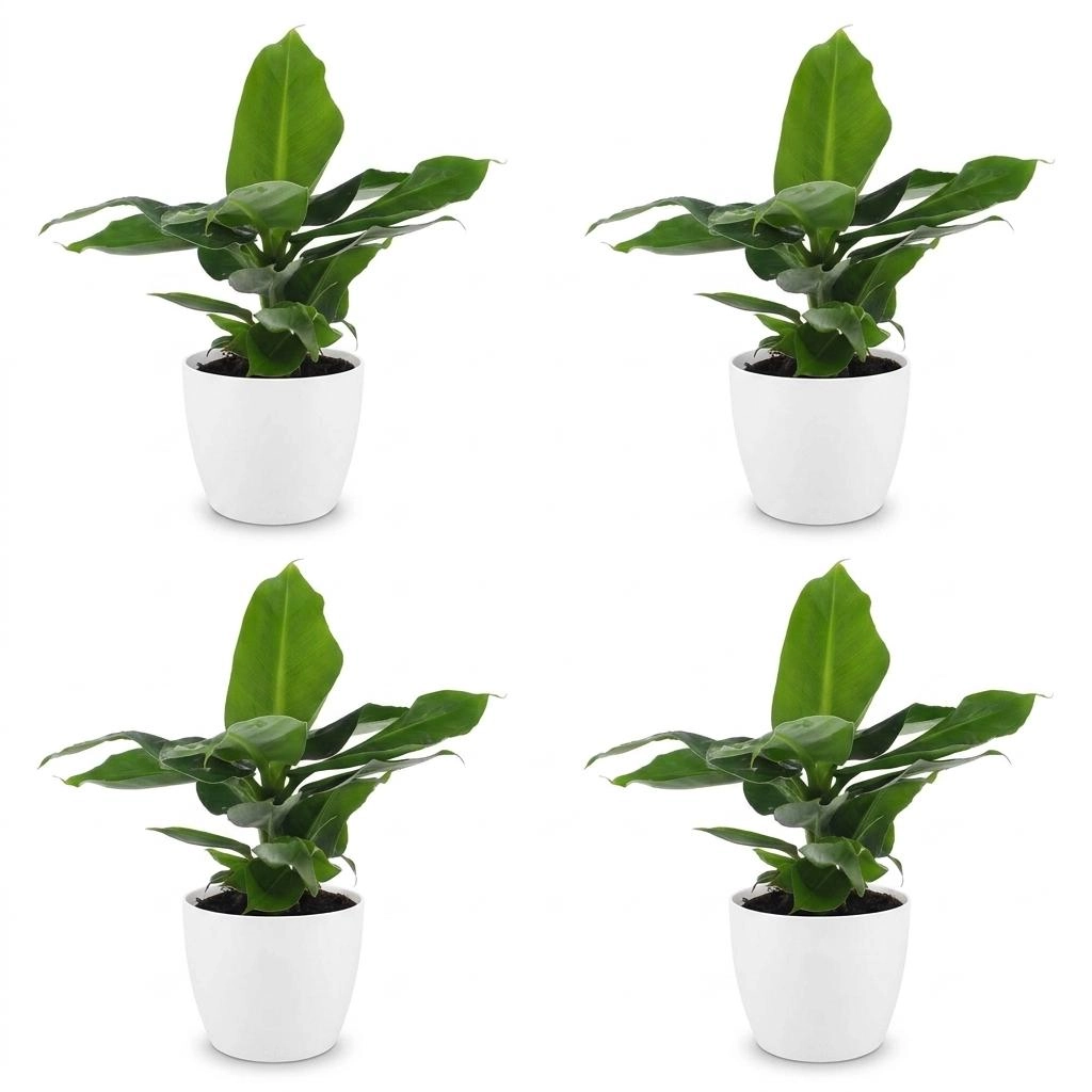 Green boutiQ - Musa Oriental Dwarf - Orientalische Zwergbanane - 4 Pflanzen - mit Weißem Topf - Topf 12cm - Höhe - 30cm Bild 2