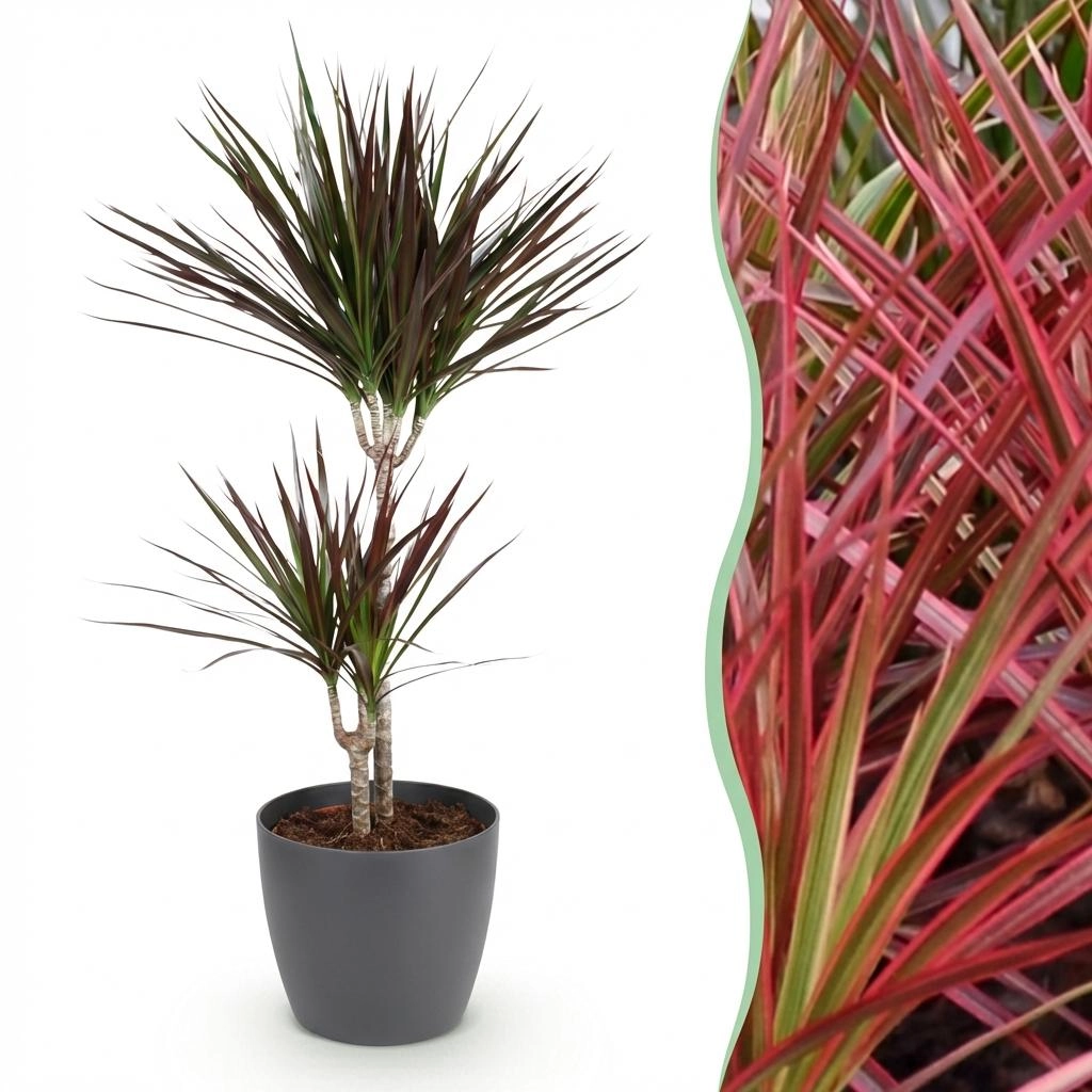 Dracaena Magenta