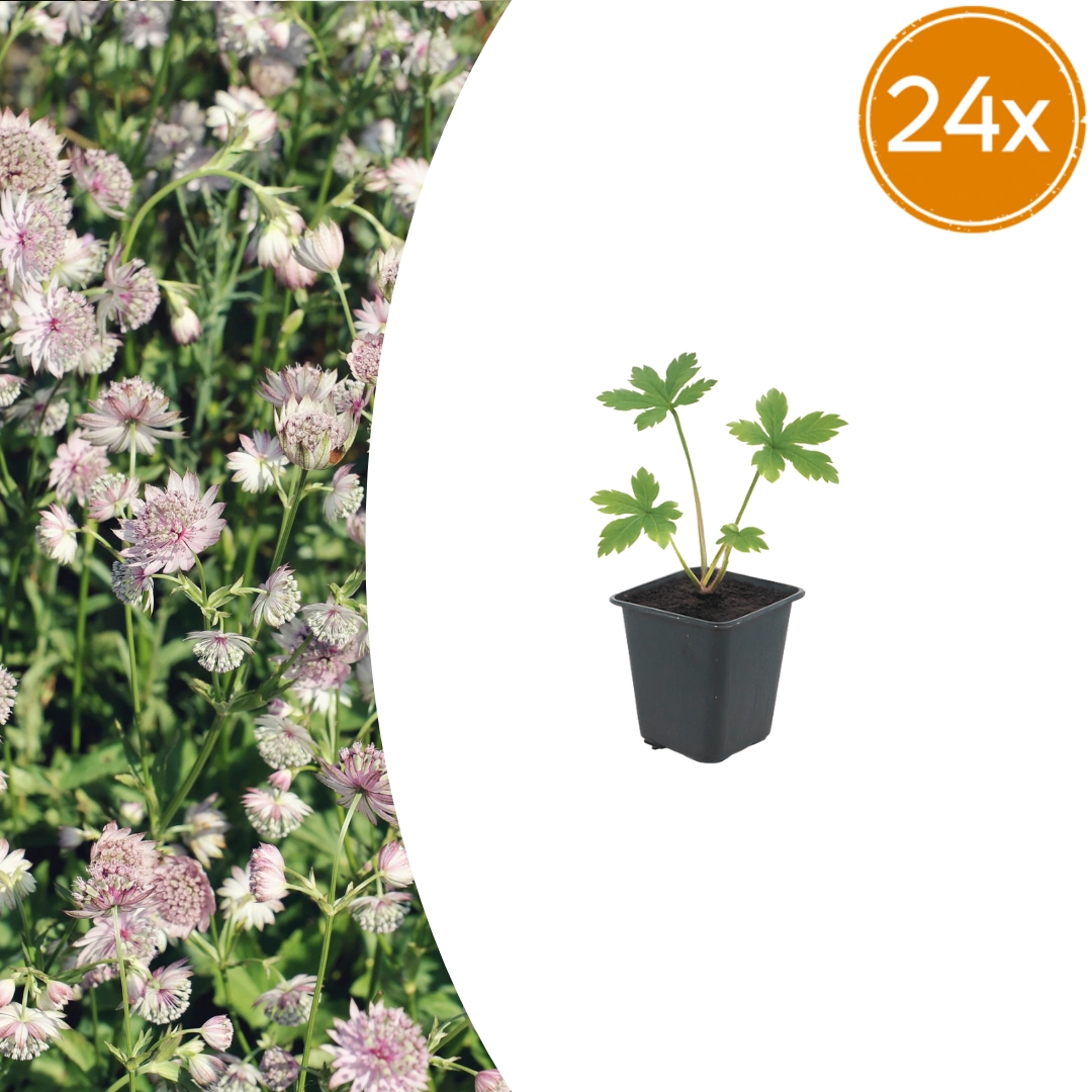 Astrantia major - Sterndolde