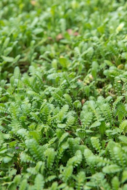 Leptinella squalida