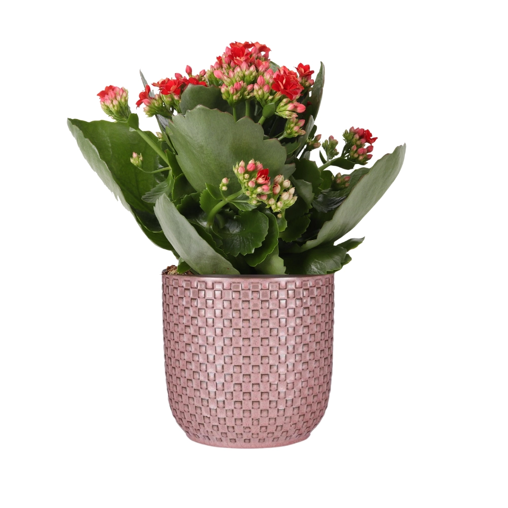 Kalanchoe Rosalina Don Justino