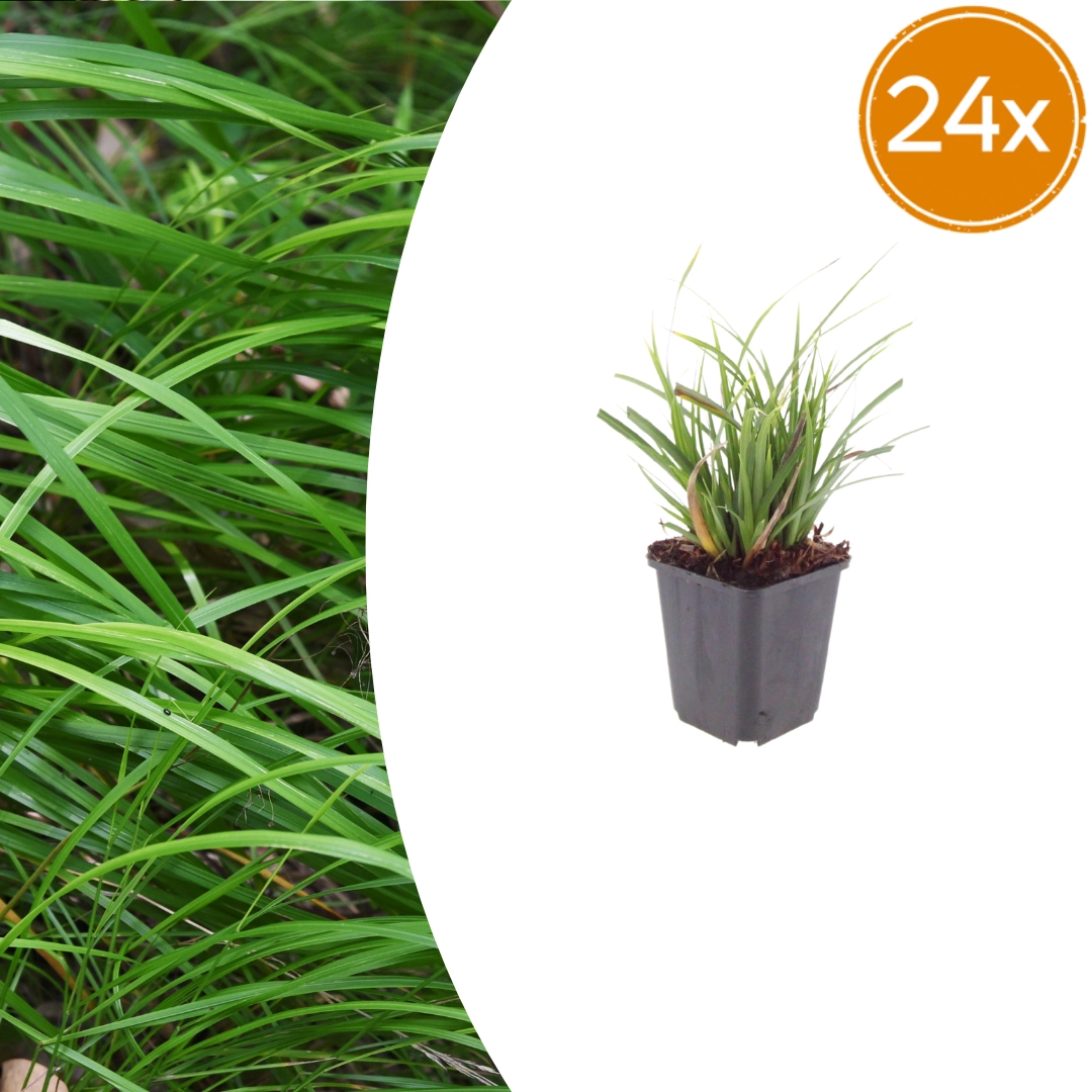 Carex morrowii - Japan-Segge
