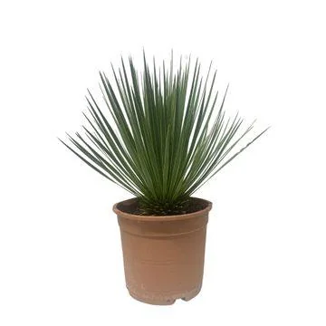 Yucca Rostrata – tropischer Flair für dein Zuhause