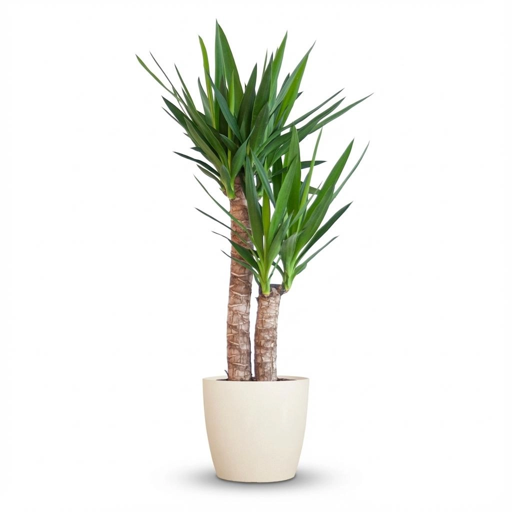 Yucca Elephantipes mit Potter weiß - 90cm - Ø21 Bild 1