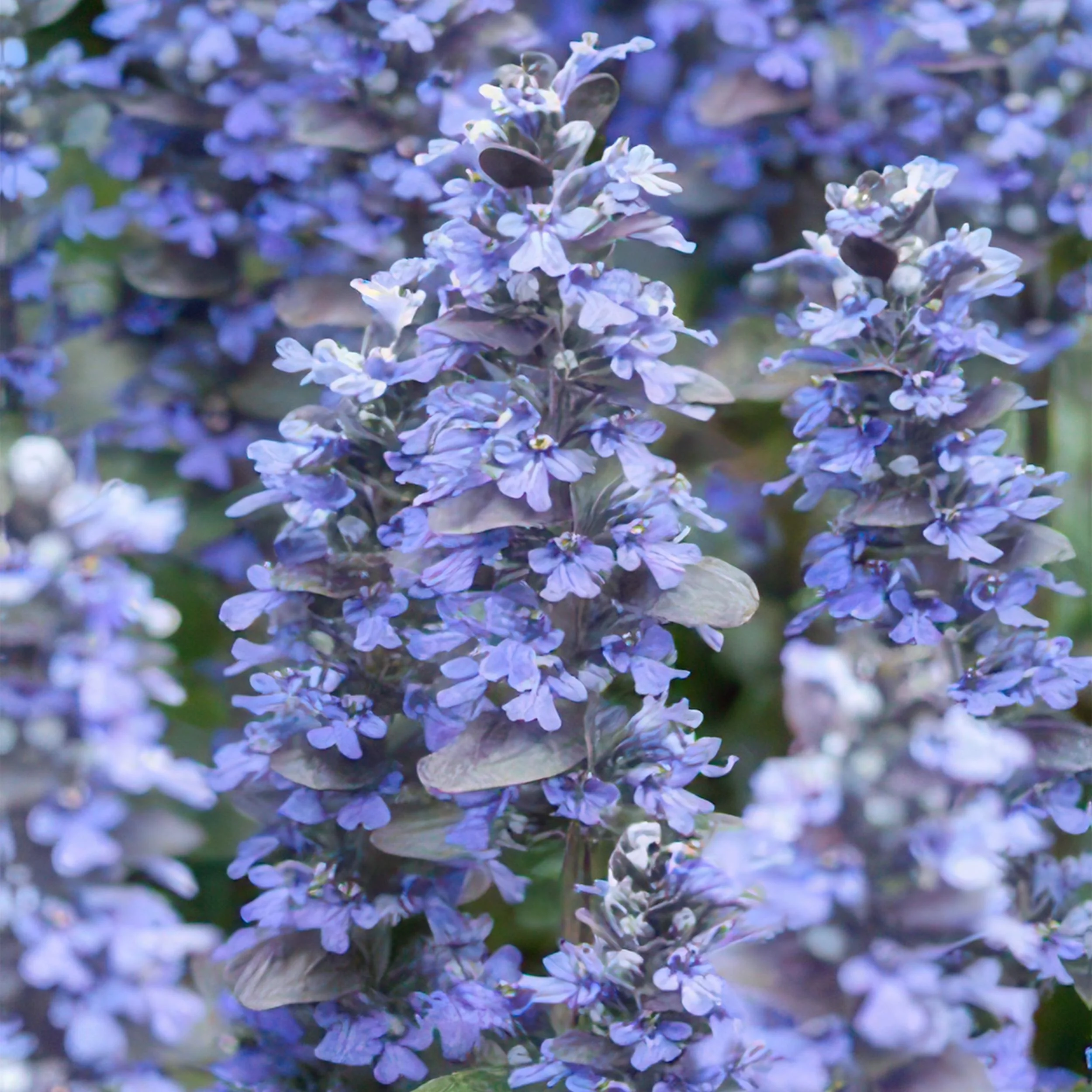 Ajuga reptans 'Burgundy Glow'